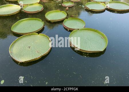 Nénuphars de Santa Cruz, plateaux d'eau dans un étang dans le jardin botanique de Malaga, la Concepción, Costa del sol, Andalousie, Espagne. Banque D'Images
