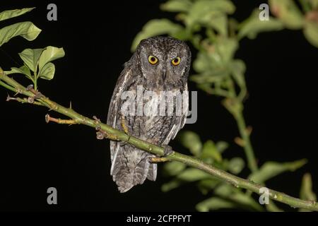 La chouette des crêtes de Chypre (Otus cyprius), perchée dans un arbre pendant la nuit sur Chypre. Recherche de proies possibles, Chypre Banque D'Images