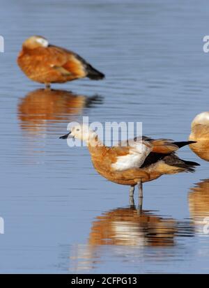 ruddy Shelduck (Tadorna ferruginea, Casarca ferruginea), debout sur la rive du lac dans la Oostvaardersplassen, pays-Bas, Flevoland, Flevoolder, Banque D'Images