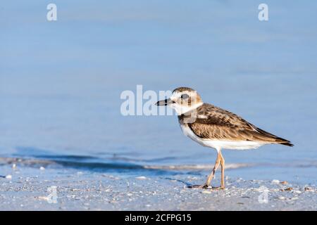 Le pluvier de Wilson (Charadrius wilsonia), se dresse sur la rive, au Mexique, à Yum Balam Banque D'Images