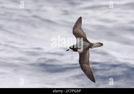 Pétrel blanc à ailes (Pterodroma leucoptera), en vol au-dessus des eaux de l'océan pacifique subtropical, Nouvelle-Zélande Banque D'Images