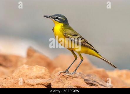 Queue jaune (Motacilla flava), mâle adulte pendant la migration printanière en Israël, Israël, Eilat Banque D'Images