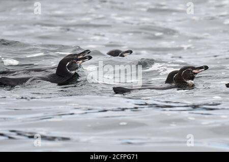 Manchot de Galapagos (Spheniscus mendiculus), Groupe de manchots de Galapagos nageant dans la mer, Équateur, îles de Galapagos Banque D'Images