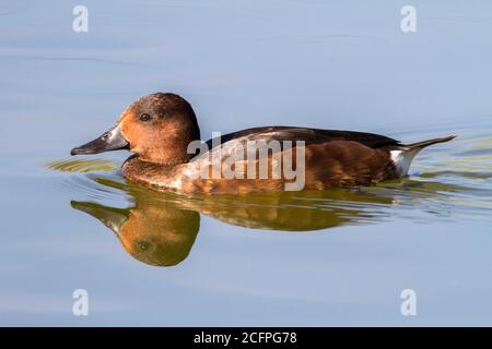 Canard rouilleux (Aythya nyroca), nage féminine dans un lagon, Espagne, parc national de Tablas de Daimiel Banque D'Images