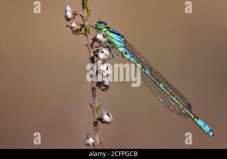 Mouche irlandaise, mouche lunaire (Coenagrion lunulatum), homme reposant sur la bruyère, pays-Bas, Noord-Brabant, Hatertse Vennen Banque D'Images