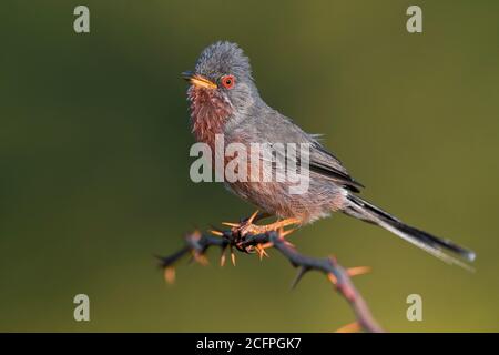 dartford warbler (Sylvia undata, Sylvia undata undata undata, Curruca undata, Curruca undata undata undata), chant masculin, Italie, Monti del Pratomagno Banque D'Images