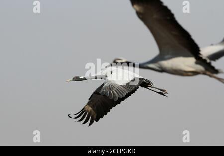 grue demoiselle (Anthropoides virgo, Grus virgo), sous-adultes en vol, Inde, refuge d'oiseaux de Khickan Banque D'Images