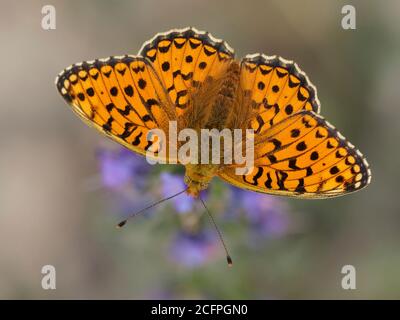 le frillaire de niobe (Argynnis niobe, Fabriciana niobe), se trouve sur une fleur, en France, dans le Parc National du Mercantour Banque D'Images