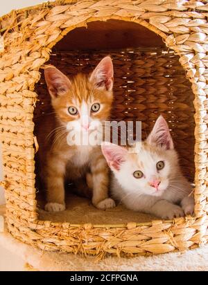 Chat domestique, chat domestique (Felis silvestris F. catus), deux chaton dans un panier, pays-Bas Banque D'Images