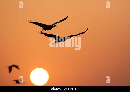 Grue demoiselle (Anthropoides virgo, Grus virgo), deux paires de grues Demoiselle volant contre le soleil couchant, Inde, refuge d'oiseaux de Khichhan Banque D'Images