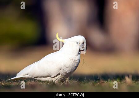 Cacatua galerita (Cacatua galerita), située sur une pelouse publique dans une banlieue, fourraise sur l'herbe, Australie Banque D'Images