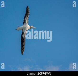 Albatros errants, Albatros de neige (Diomedea exulans), en vol, Suedgeorgien Banque D'Images