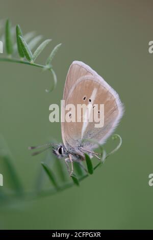 Bleu damon (Polyommatus damon, Agrodiaetus damon), reposant sur une petite plante, France, Parc National du Mercantour Banque D'Images