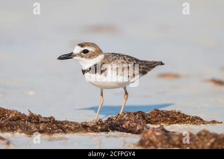 Pluvier de Wilson (Charadrius wilsonia), hommes sur la rive, Mexique, Yum Balam Banque D'Images