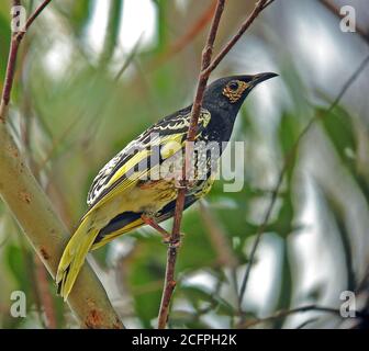 Le Regent honeyeater (Xanthomyza phrygia, Anthochaera phrygia), un oiseau en danger critique endémique au sud-est de l'Australie, considéré comme un navire amiral Banque D'Images