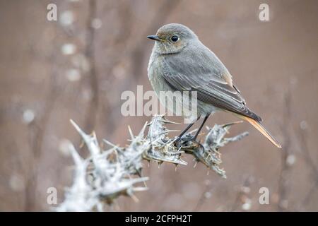 Gibraltar Black redstart (Phoenicurus ochruros gibraltariensis, Phoenicurus gibraltariensis), femelle en hiver, Italie, Stagno di Peretola Banque D'Images