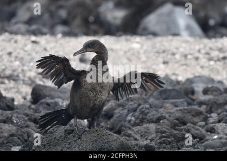 Cormorant sans ailes, Galapagos Cormorant (Nannopterum harrisii, Phalacrocorax harrisii), séchage de ses ailes, Equateur, Îles Galapagos, Isabela Banque D'Images