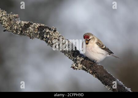 le redsondage arctique, le redsondage huaire (Carduelis hornemanni exilipes, Acanthis hornemanni exilipes), perché sur une branche, Finlande, Kaamanen Banque D'Images