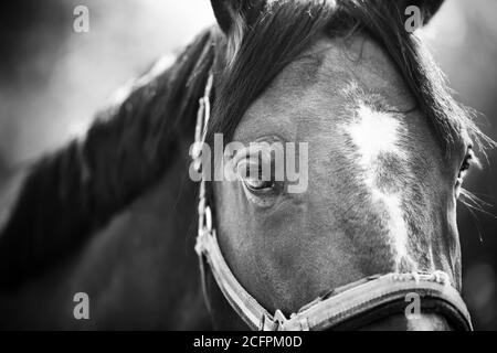 Portrait noir et blanc d'un cheval avec un point blanc sur le front et une belle anguille oblique. Elle a un halter sur son museau, et ses cils ar Banque D'Images