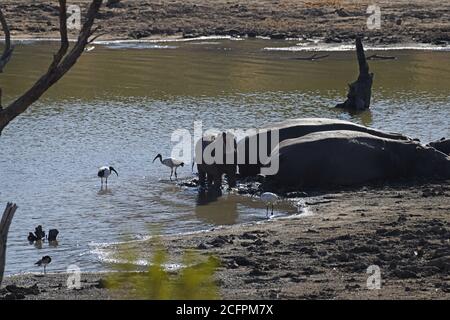 Hippos dans le parc national de Pilanesberg, Afrique du Sud Banque D'Images