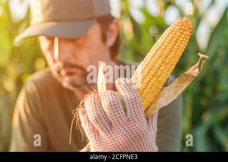 Agriculteur tenant du maïs sur l'épi dans le champ pendant la récolte de maïs Banque D'Images