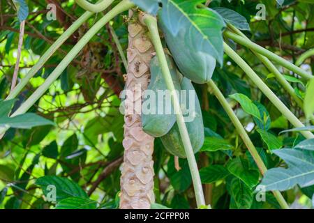 Jackfruit pousse dans un environnement naturel sur l'île de Panay aux Philippines. Banque D'Images