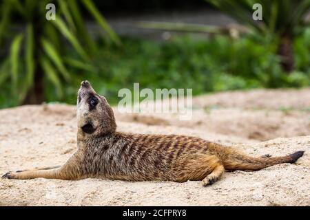 Une photo d'un meerkat dans le parc zoologique Dvůr Králové (République tchèque) couché sur le sol et regardant vers le haut avec vert flou arrière-plan Banque D'Images