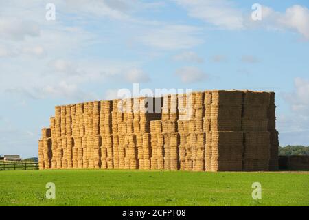 Une grande pile de balles de foin dans un champ à la fin de l'été. Beaucoup Hadham, Hertfordshire. Angleterre. ROYAUME-UNI Banque D'Images