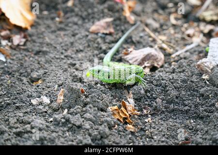 Portrait d'un petit lézard vert sur le sol Banque D'Images