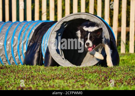 Border Collie Training Agility en République tchèque au printemps. Chien noir et blanc traversant le tunnel pendant l'heure d'or. Banque D'Images