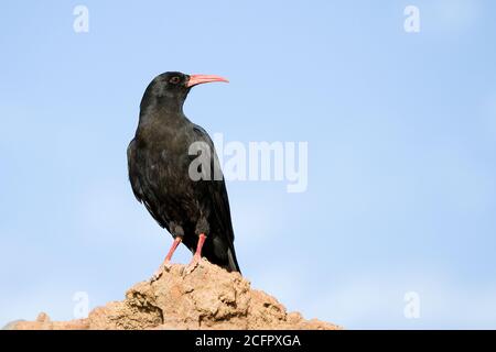 Red Bleet Chough, Pyrrhocorax pyrrhocorax, à la Palma, Espagne. Banque D'Images