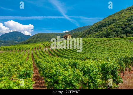 Vignoble en terrasse d'Aigle dans le canton de Vaud, Suisse, Europe. Paysage spectaculaire de rangées de vignes en pleine croissance pendant l'été. En saison Banque D'Images