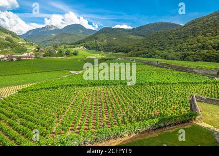 Vue aérienne des vignobles en terrasse d'Aigle dans le canton de Vaud, Suisse, Europe. Paysage spectaculaire de rangées de vignes en pleine croissance pendant l'été Banque D'Images