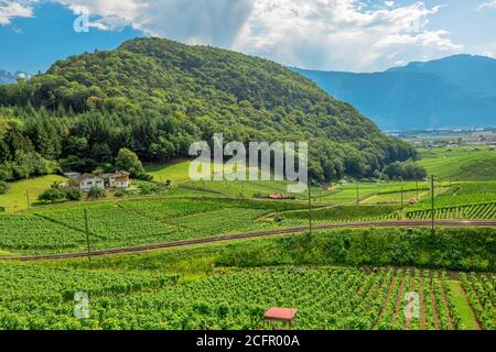 Vue aérienne des vignobles en terrasse d'Aigle dans le canton de Vaud, Suisse, Europe. Paysage spectaculaire de rangées de vignes en pleine croissance pendant l'été Banque D'Images