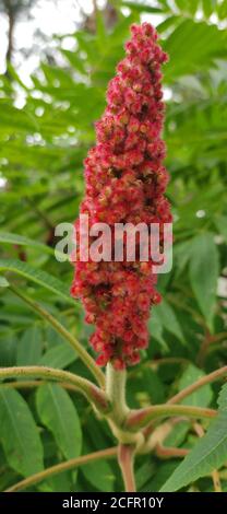 Rhus typhina fleur rouge sur fond vert Banque D'Images