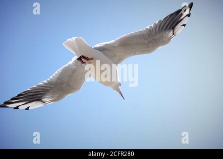 Mouette à Milford en mer Banque D'Images