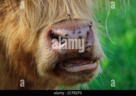 Gros plan sur la mastication de bovins des Highlands dans le parc agricole tchèque. Gros plan de la race écossaise de bétail rustique manger. Banque D'Images