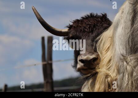 Gros plan du Yak domestique noir se cache derrière le Yak blanc pendant la Sunny Day. Tête de Black Yak dans le parc agricole tchèque. Banque D'Images