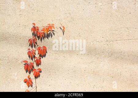 Vue sur une vigne avec des feuilles rouges sur un mur arrière-plan Banque D'Images