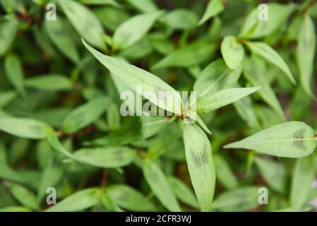 Menthe vietnamienne dans le jardin / Coriander vietnamien herbe et légumes Banque D'Images