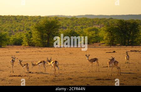 Troupeau d'antilopes de printemps photographiés au coucher du soleil en Namibie Banque D'Images