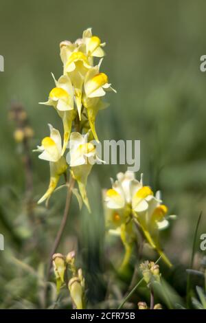 Beurre et oeufs (Linaria vulgaris Mill.) poussant sur les South Downs près d'Alfriston, East Sussex Banque D'Images