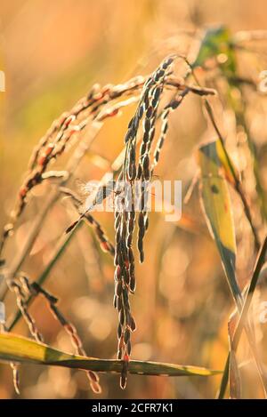 Libellule perçant sur des épis de riz paddy dans un champ de riz biologique. Gros plan. Banque D'Images