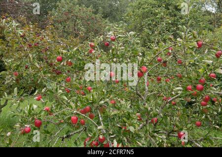 Pommes de terre mûres rouge vif (Malus domestica 'Katy' ou 'Katja') poussant sur un arbre dans un verger dans un jardin de campagne à Devon rural, Angleterre Banque D'Images