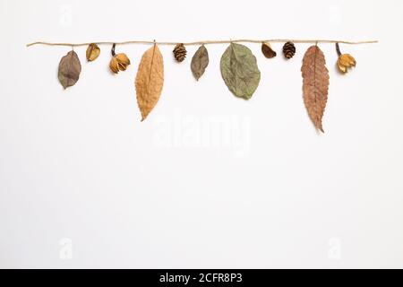 Feuilles sèches d'automne suspendues sur une ficelle avec fond blanc. pose à plat, vue de dessus, espace de copie Banque D'Images