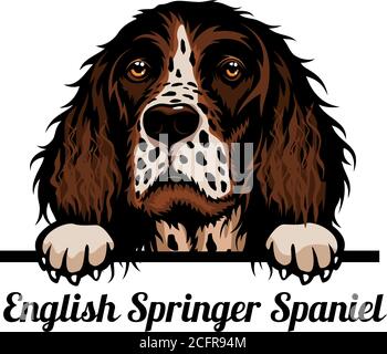 Tête Springer Spaniel anglais - chien race. Image couleur d'une tête de chien isolée sur un fond blanc Illustration de Vecteur