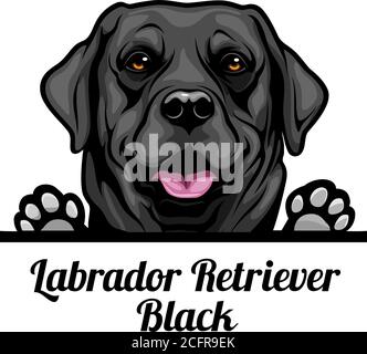 Head Labrador Retriever Black - chien de race. Image couleur d'une tête de chien isolée sur un fond blanc Illustration de Vecteur