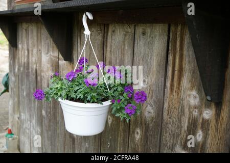 Mise au point sélective des jardinières suspendues avec fleurs violettes Banque D'Images