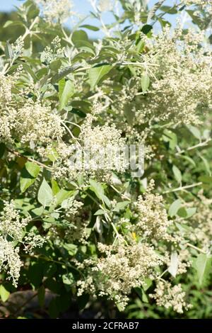 Buddleja fleurit dans la collection nationale en été Dans le Hampshire Banque D'Images