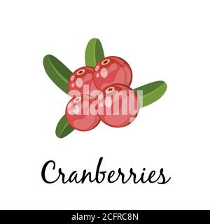 Canneberges avec feuilles vertes sur fond blanc. Illustration vectorielle de dessin animé Illustration de Vecteur